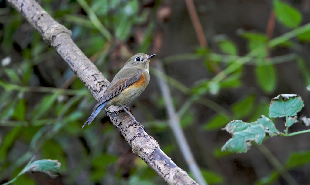 Blauwstaart (Red-flanked Bluetail)