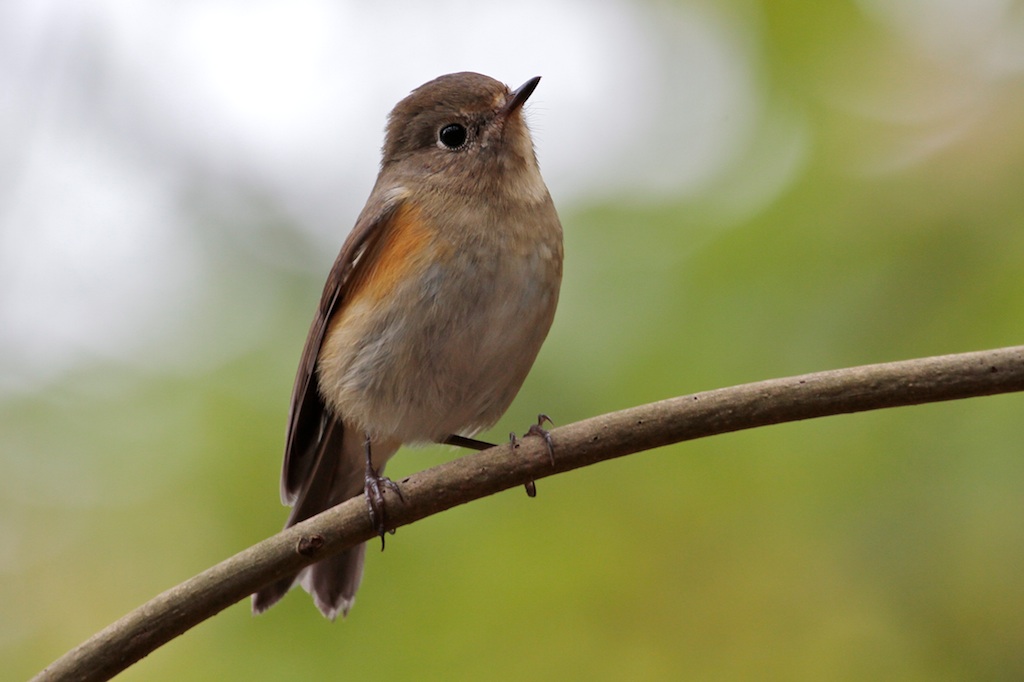 Blauwstaart (Red-flanked Bluetail)