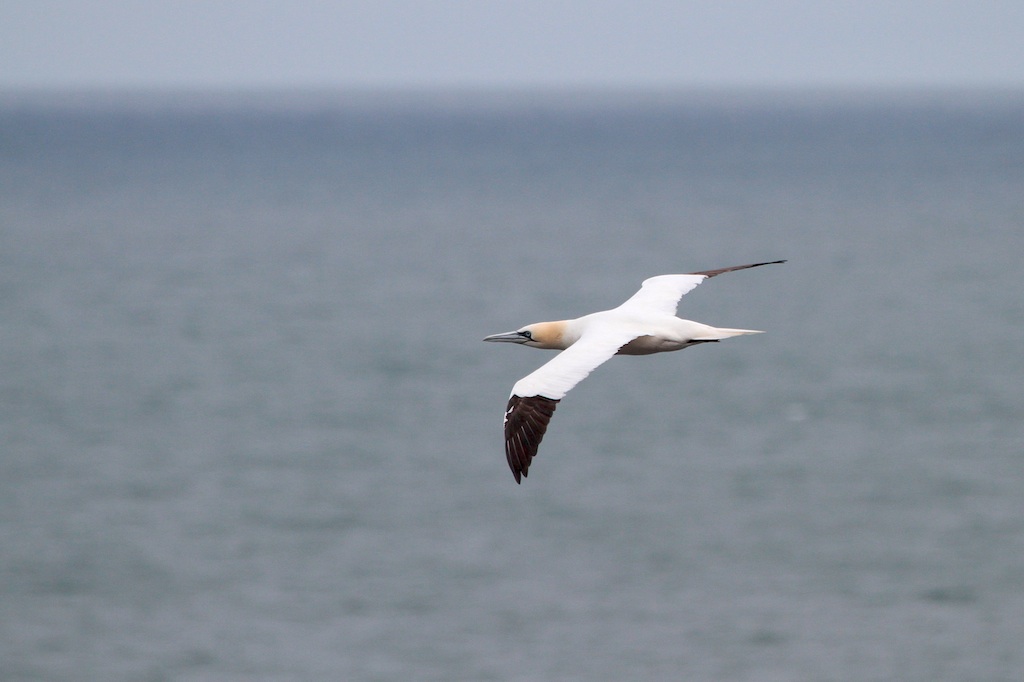 Jan van Gent (Gannet)