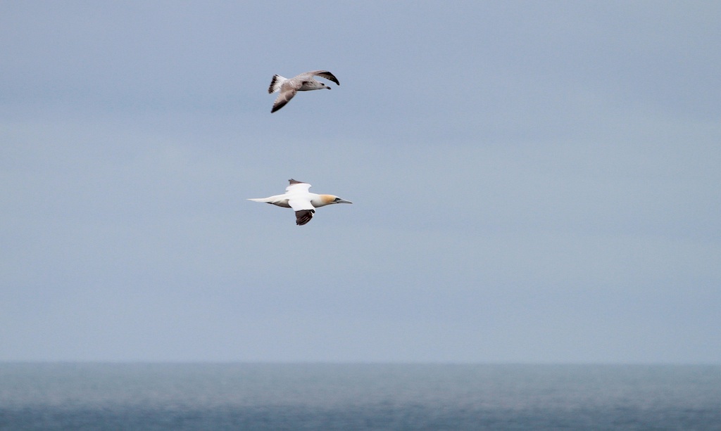Jan van Gent (Gannet)