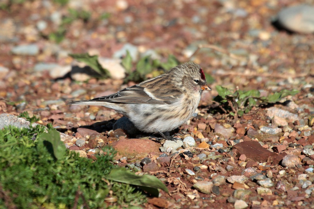 Grote Barmsijs (Redpoll)