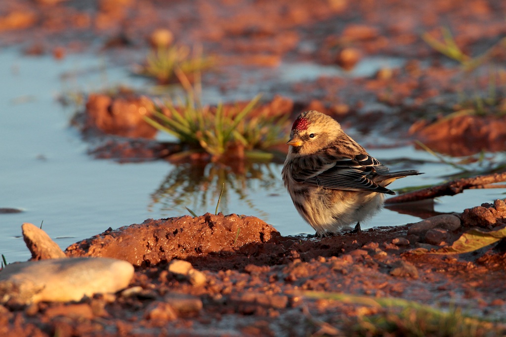 Grote Barmsijs (Redpoll)