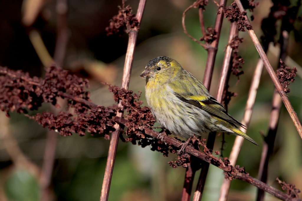 Sijs (Siskin)