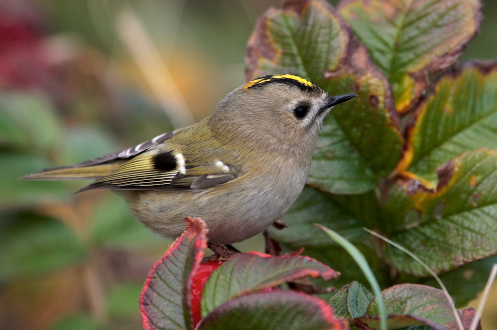 Goudhaantje (Goldcrest)