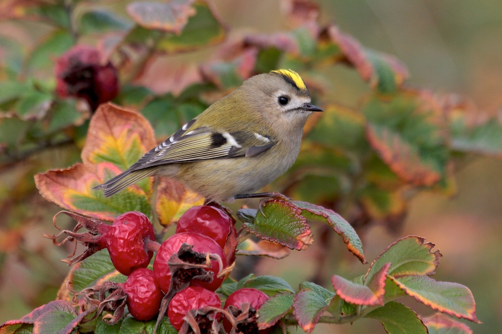 Goudhaantje (Goldcrest)