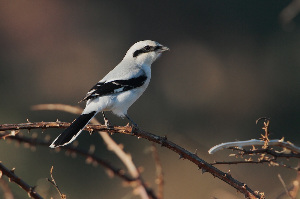 Klapekster (Great Grey Shrike)