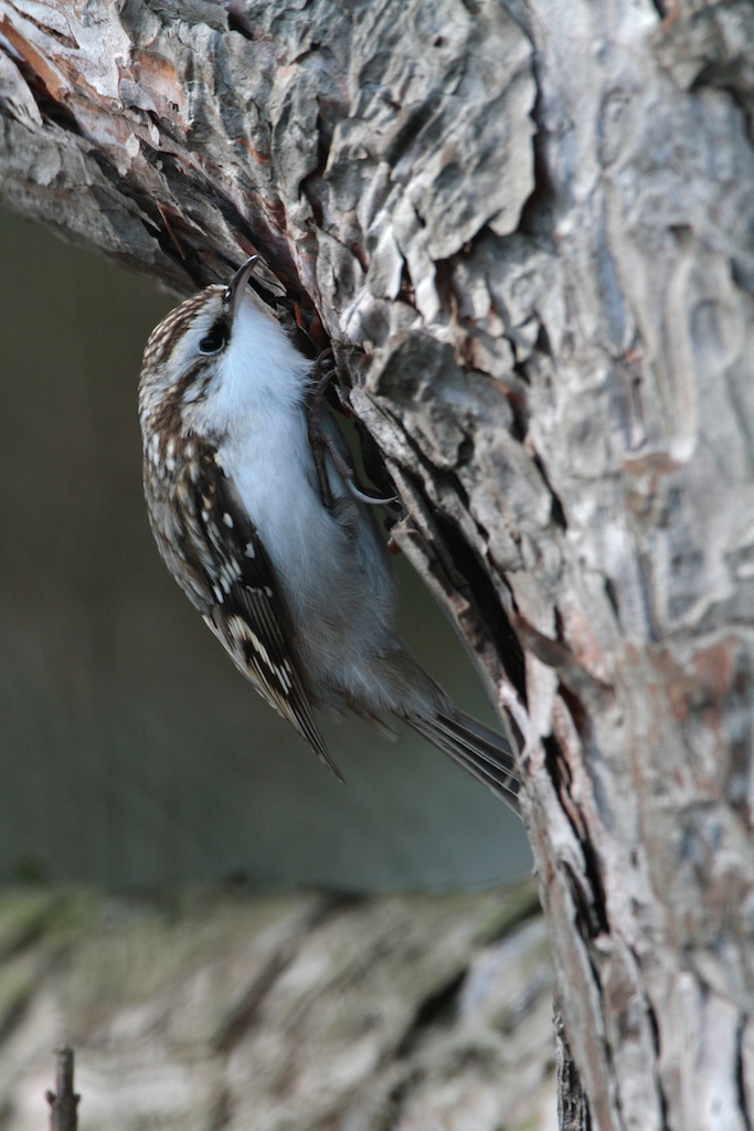 Taigaboomkruiper (Treecreeper)