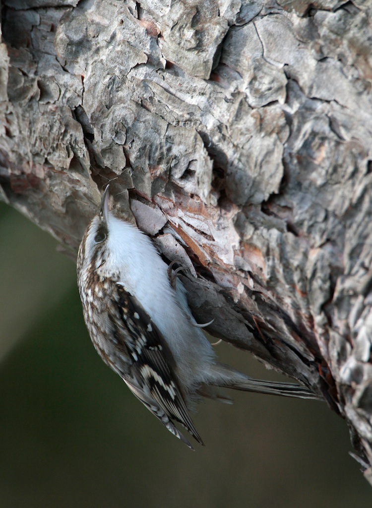 Taigaboomkruiper (Treecreeper)