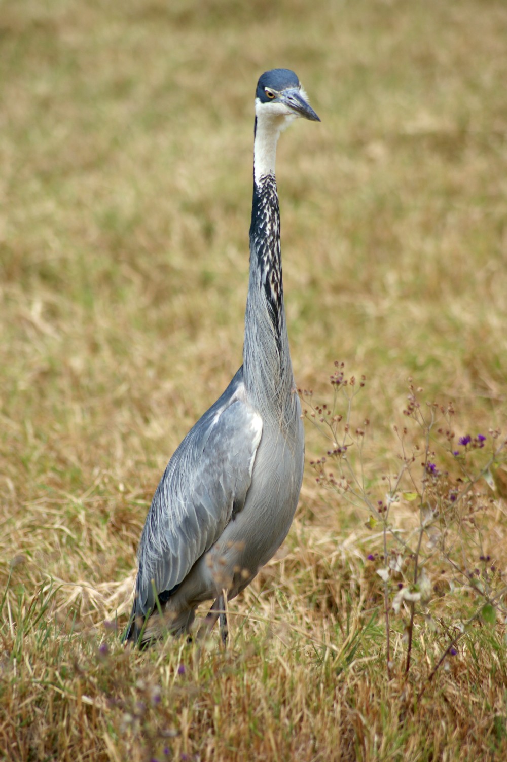 Tanzania heron