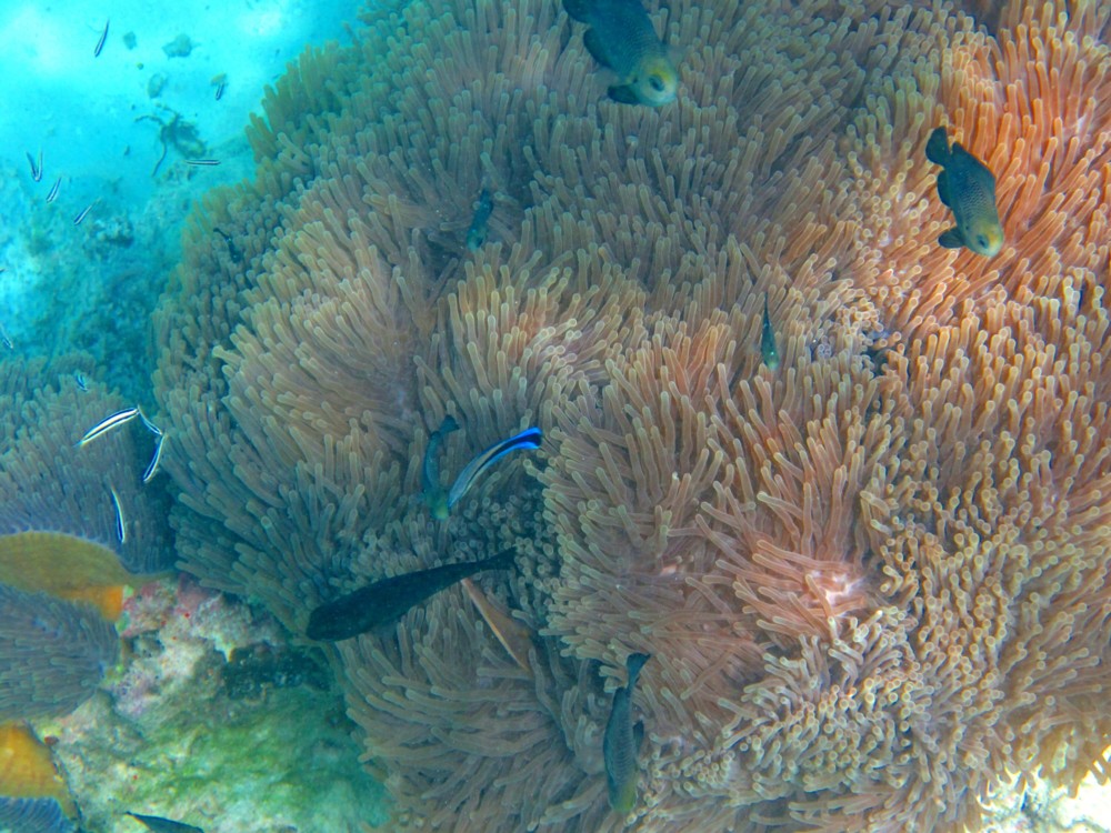 Mnemba anemone.jpg