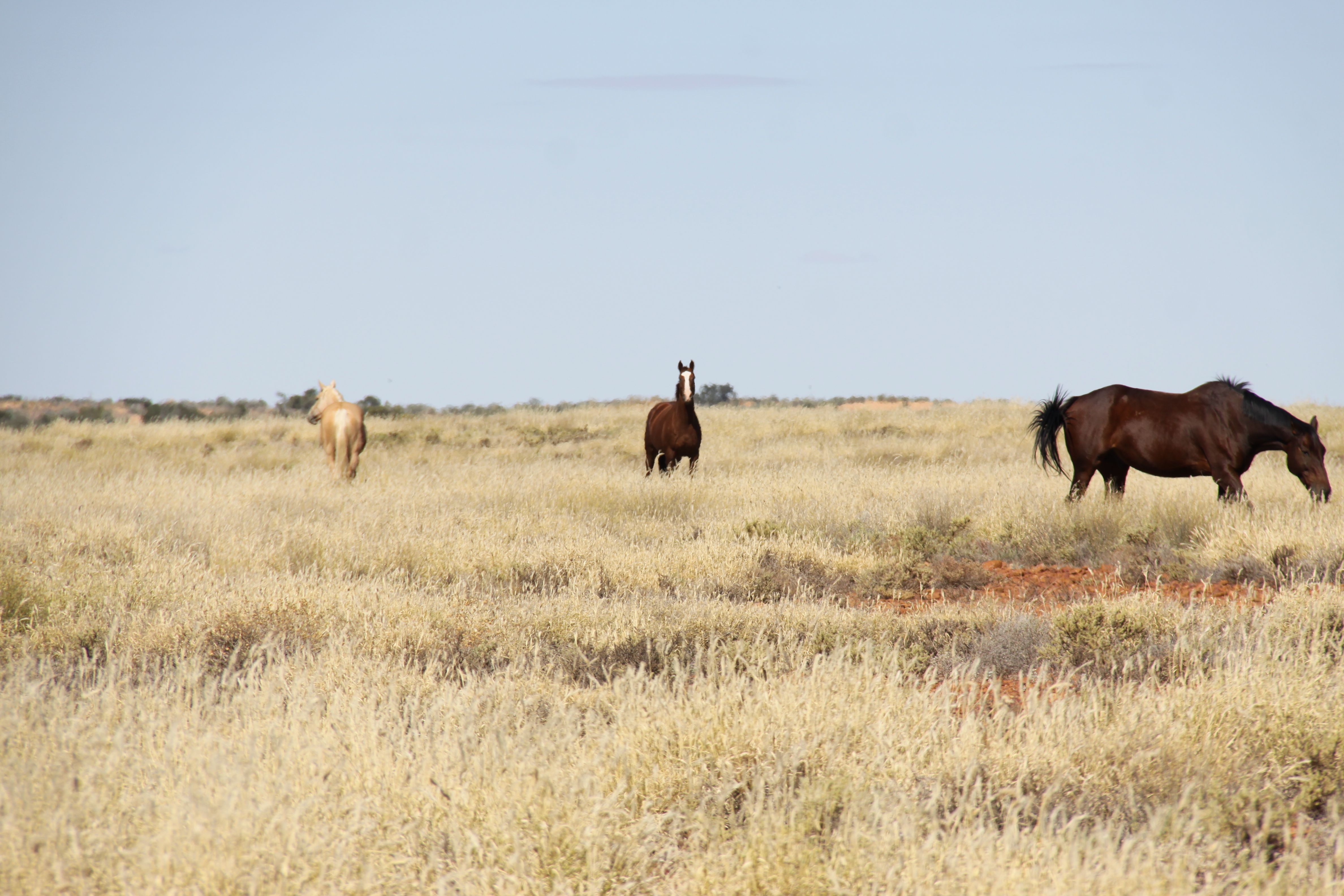 Stock Horses 