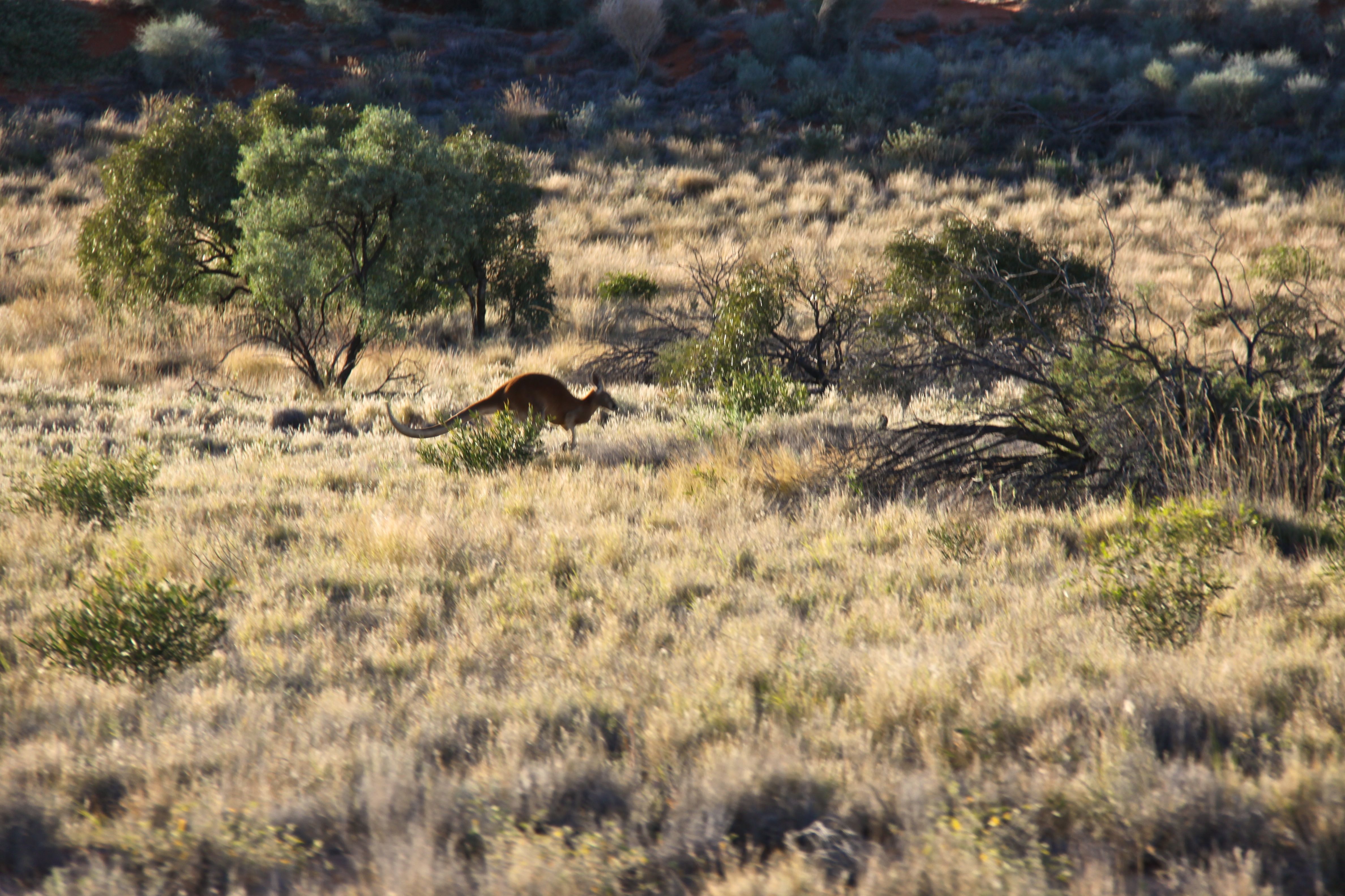 Malu Red Kangaroo