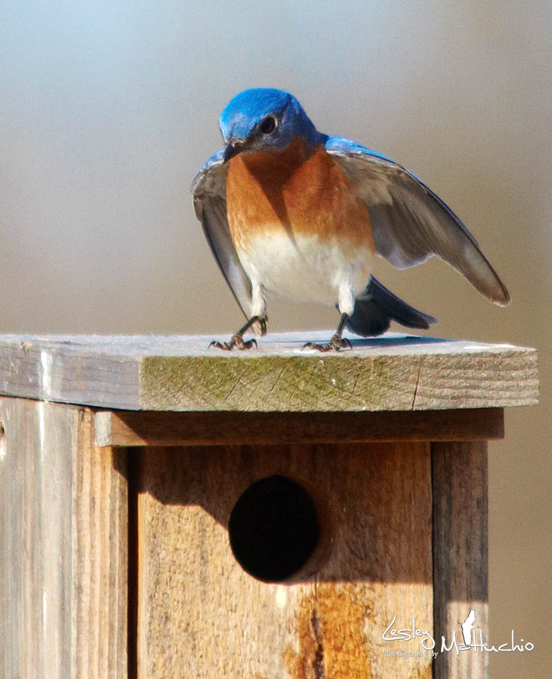 Standing Guard from Tree Swallows