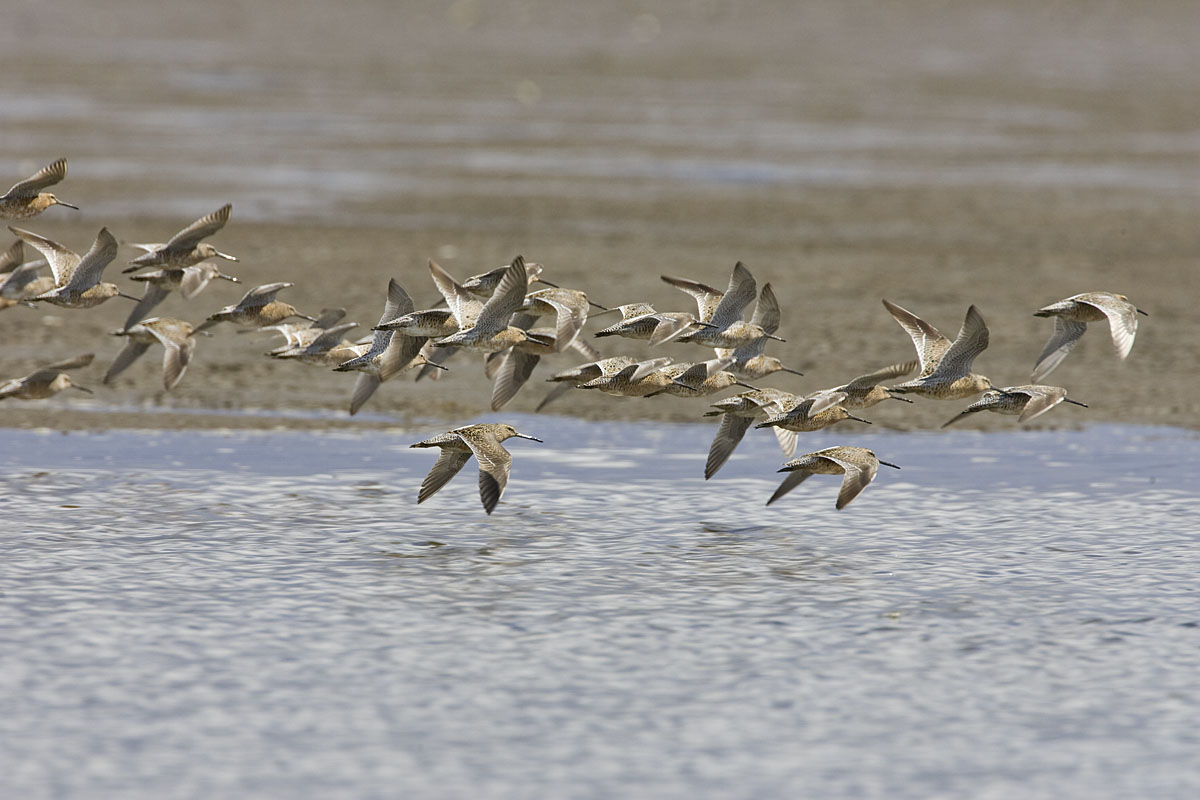 Short-billed Dowitchers