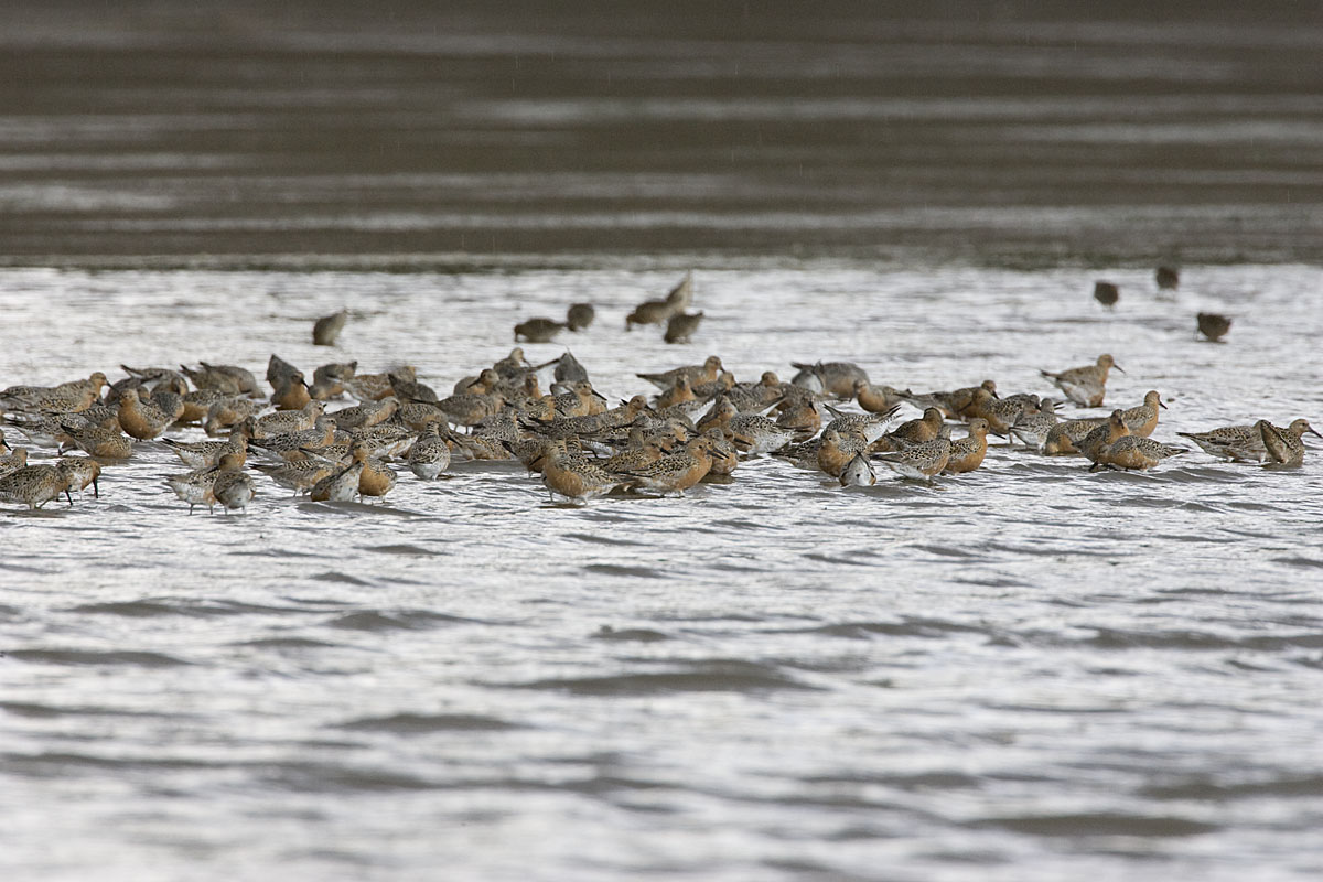 Red Knots