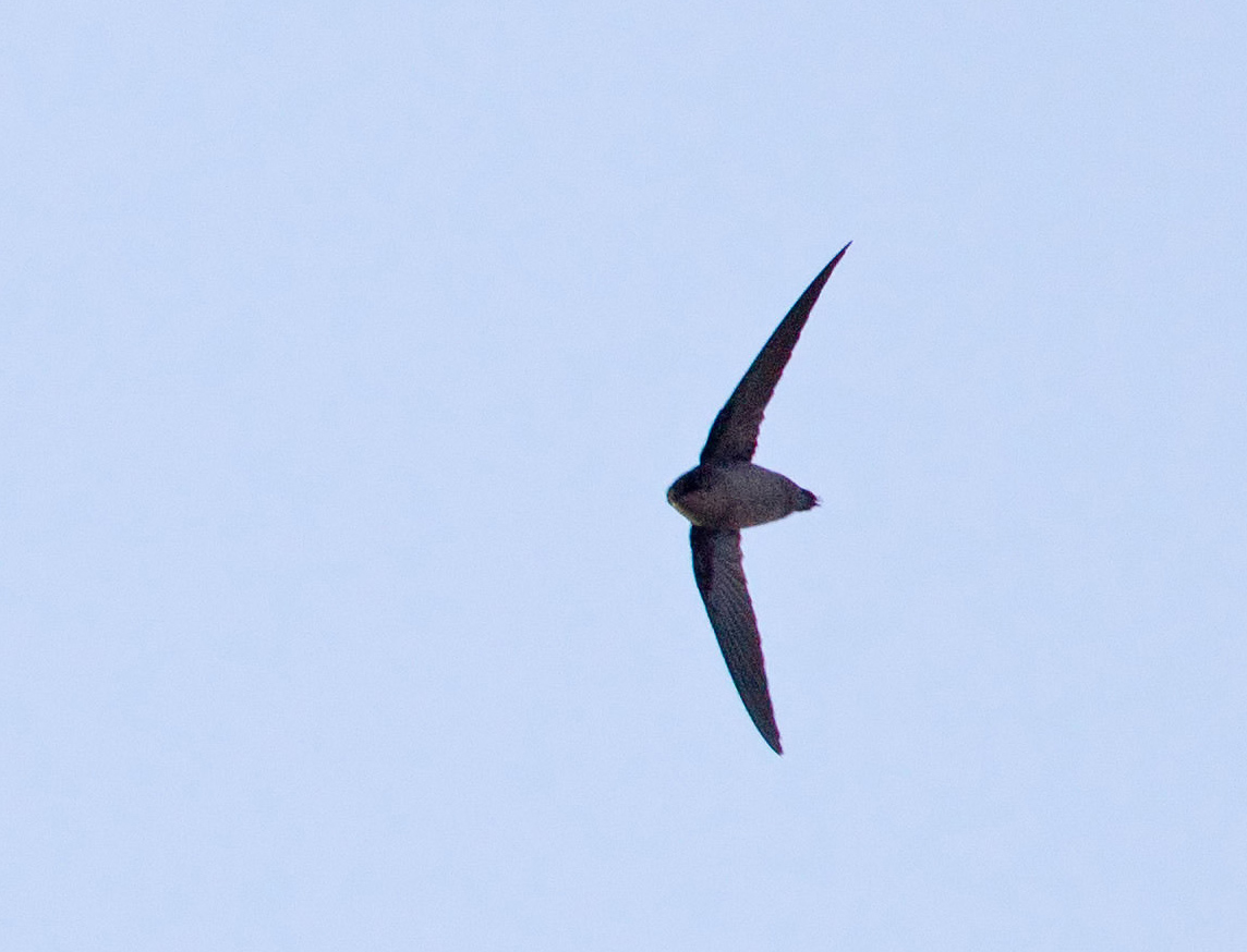 Vauxs Swift