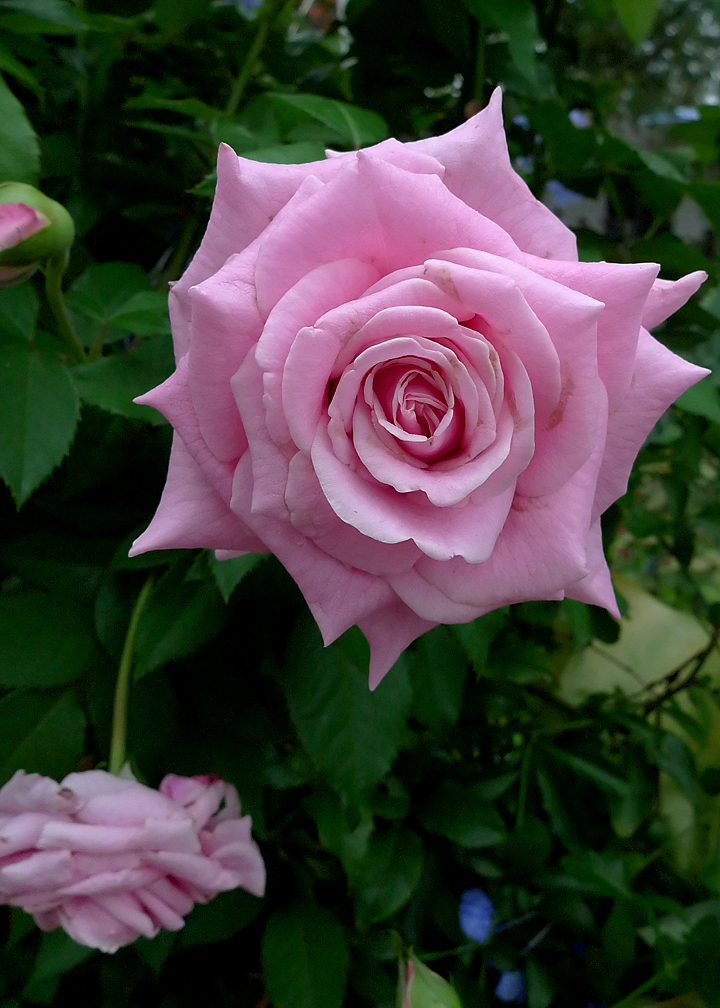 A PINK ROSE OF TEXAS, GROWING IN THE HOMEOWNERS YARD - A SMALL BIT OF BEAUTY, AMID THE DESTRUCTION