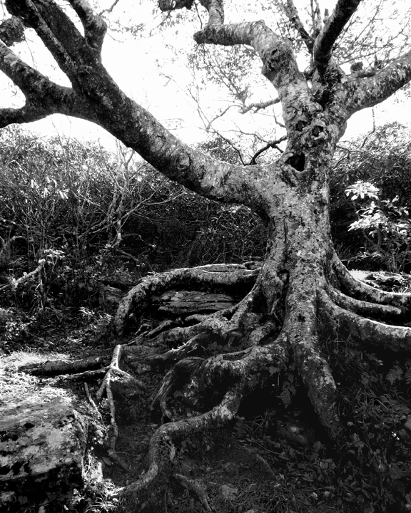 A SPOOKY TREE ON MOUNT MITCHELL