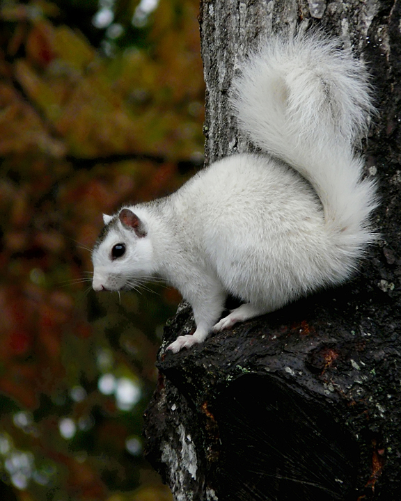 WHITE SQUIRREL - ISO 400