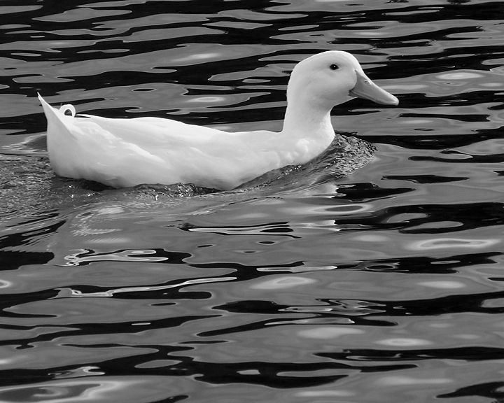 WHITE DRAKE (CONVERTED TO B&W)