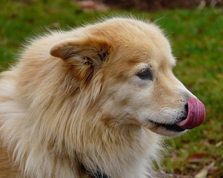 NOSE-LICKIN GOOD!