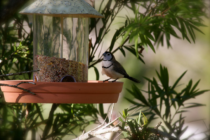 Double Barred Finch