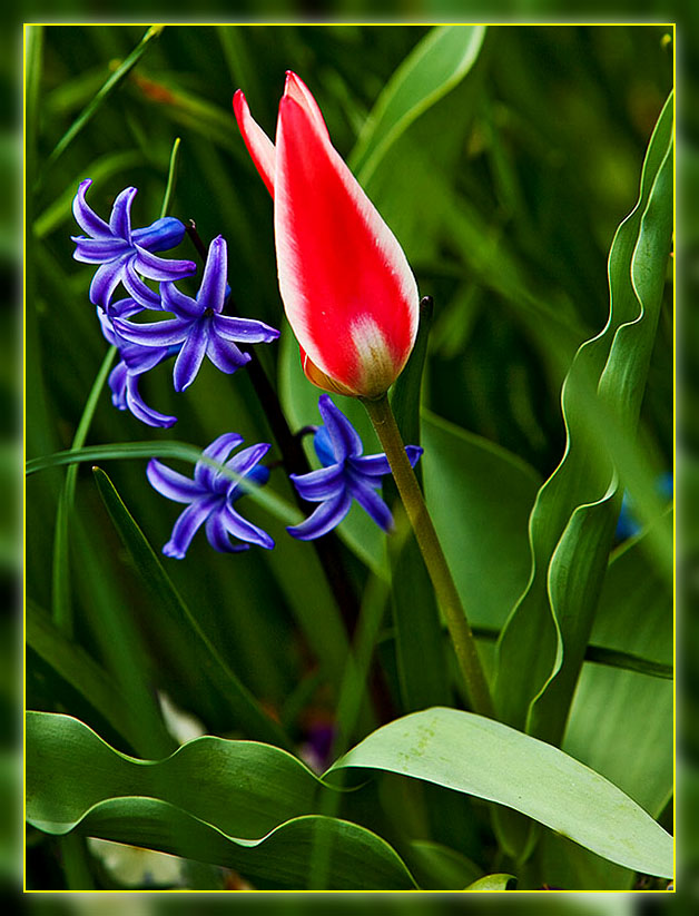 Flowers Composing Themselves at the BBG