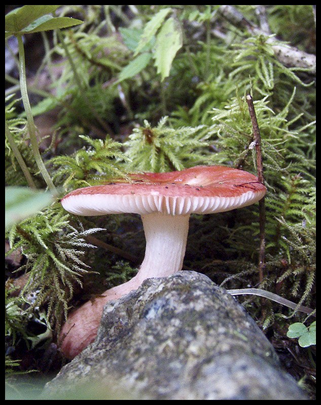 Unidentified fungi