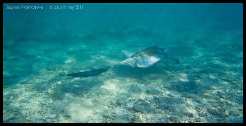 Cowtail ray 1