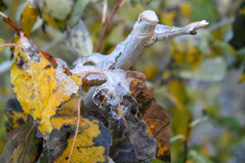 See ice makes for interesting photos to my eyes !!!