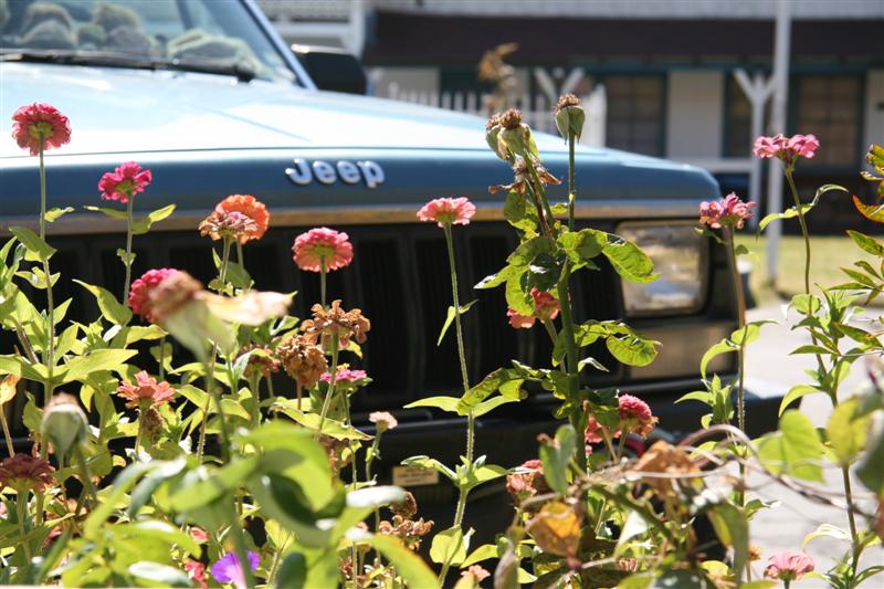 Zinnia in front of our motel room !!!