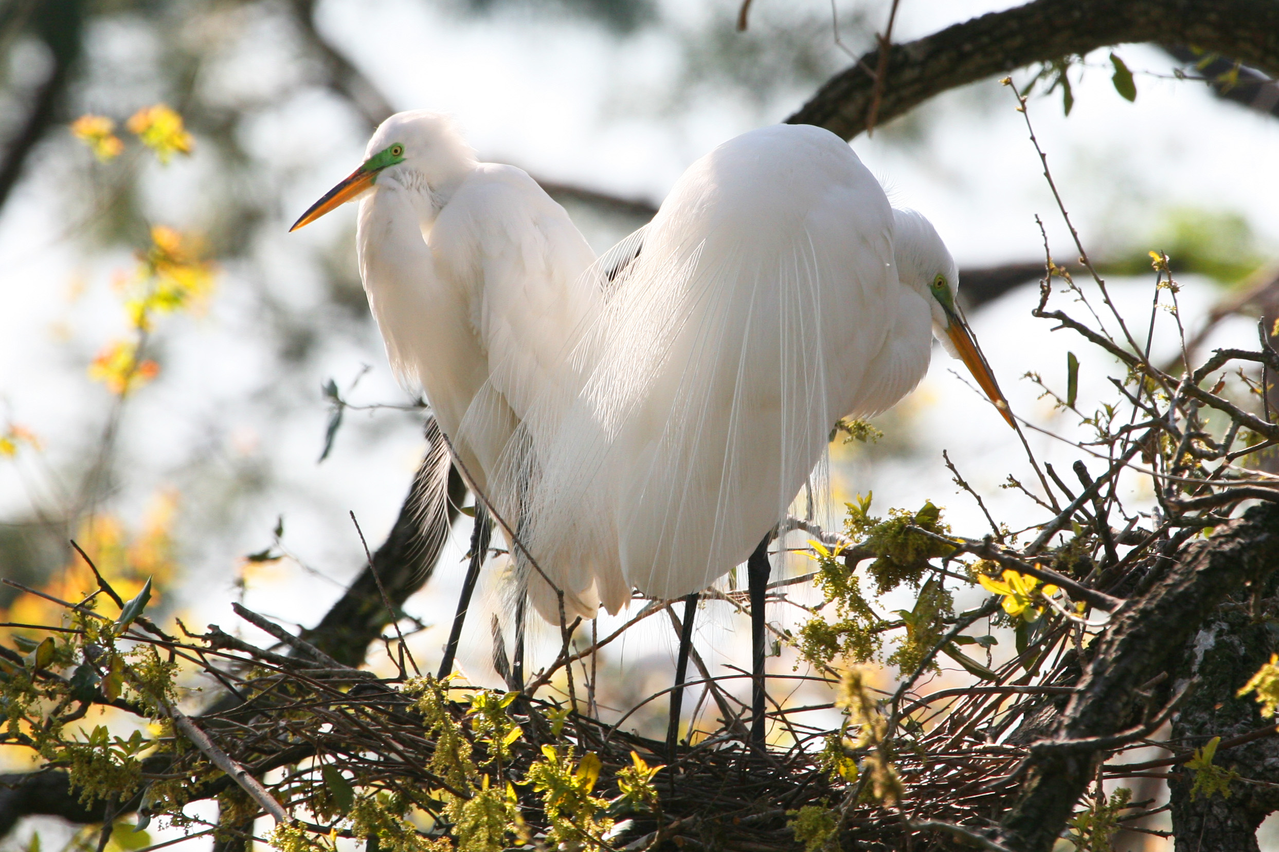 Great Egret Pair