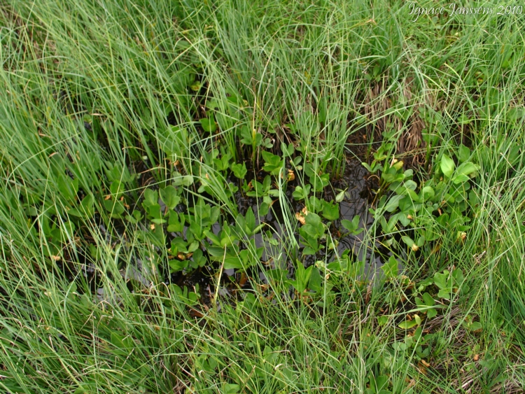 Small pool with Utricularia minor (Massif des Grandes Rousses)