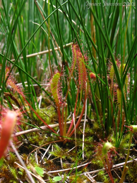 Drosera anglica  ( Isre )