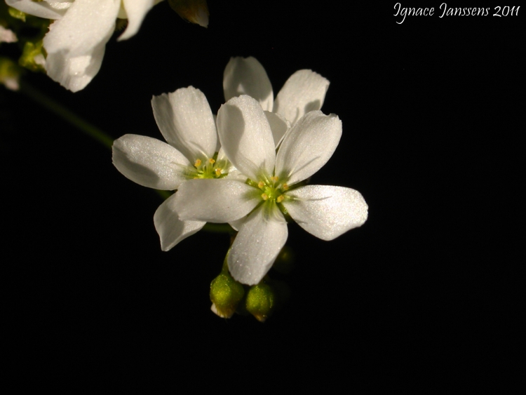 Drosera radicans