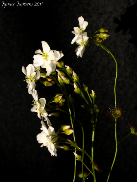 Drosera radicans