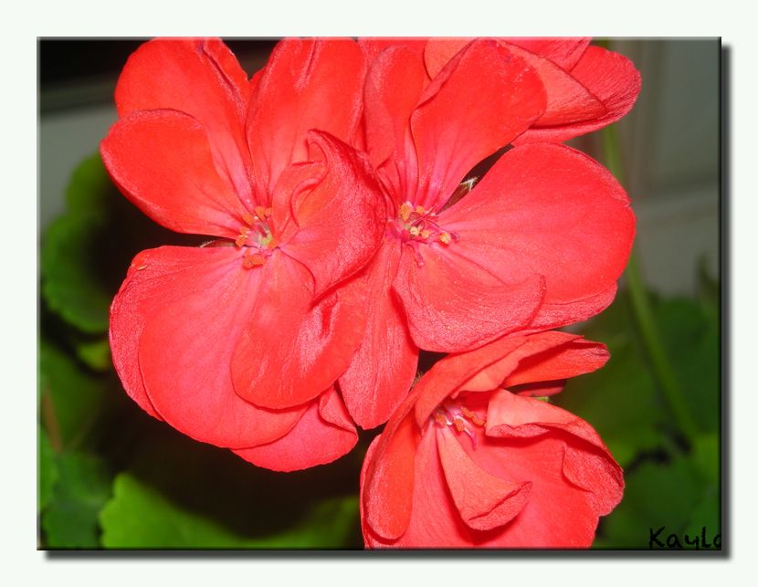 red flower 