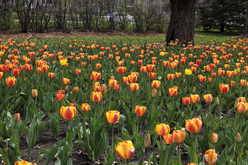 Tulips 0499.jpg