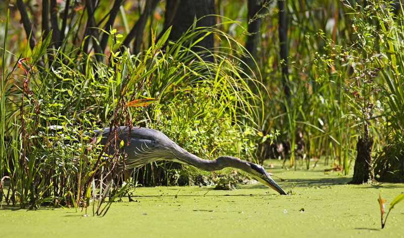 Great Blue Heron Stretch 9855