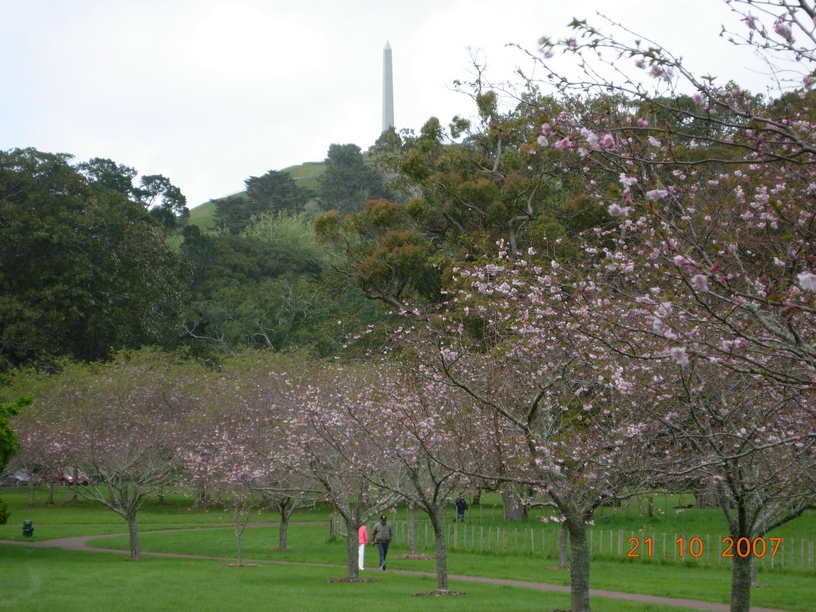 Cornwall Park, Auckland