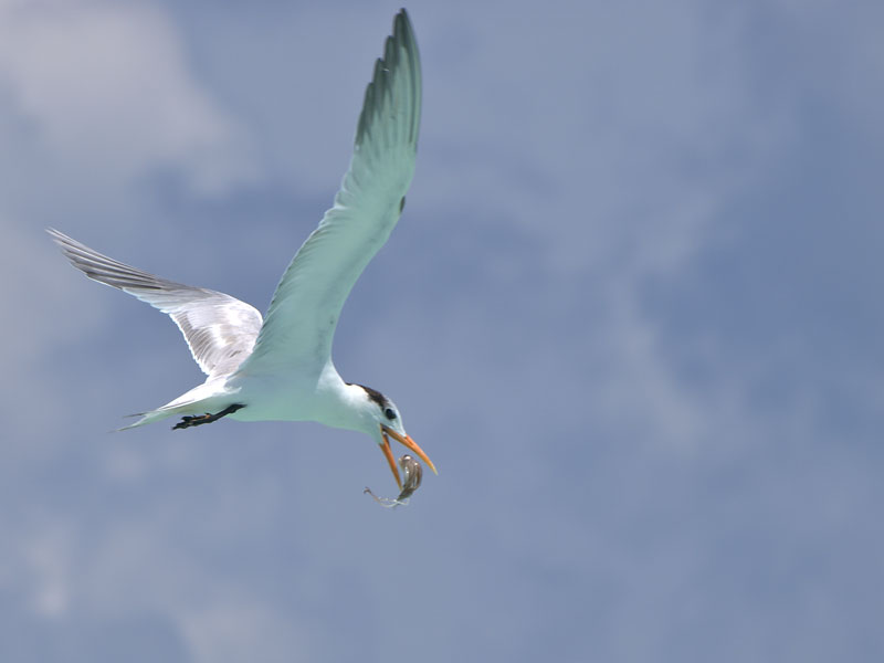 Royal Tern (Sterna maxima) 4