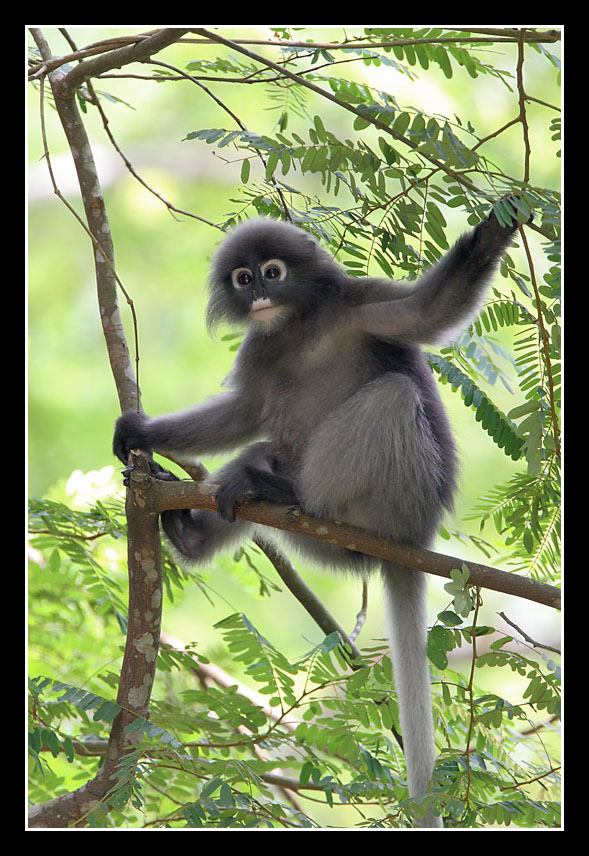 Langur, Thailand
