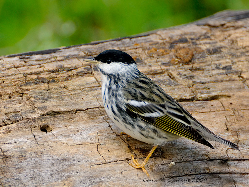 Blackpoll Warbler