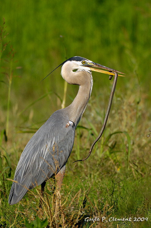 Great Blue Heron with Snake I