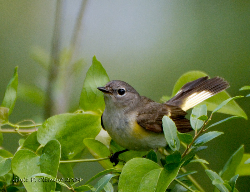 Female Redstart