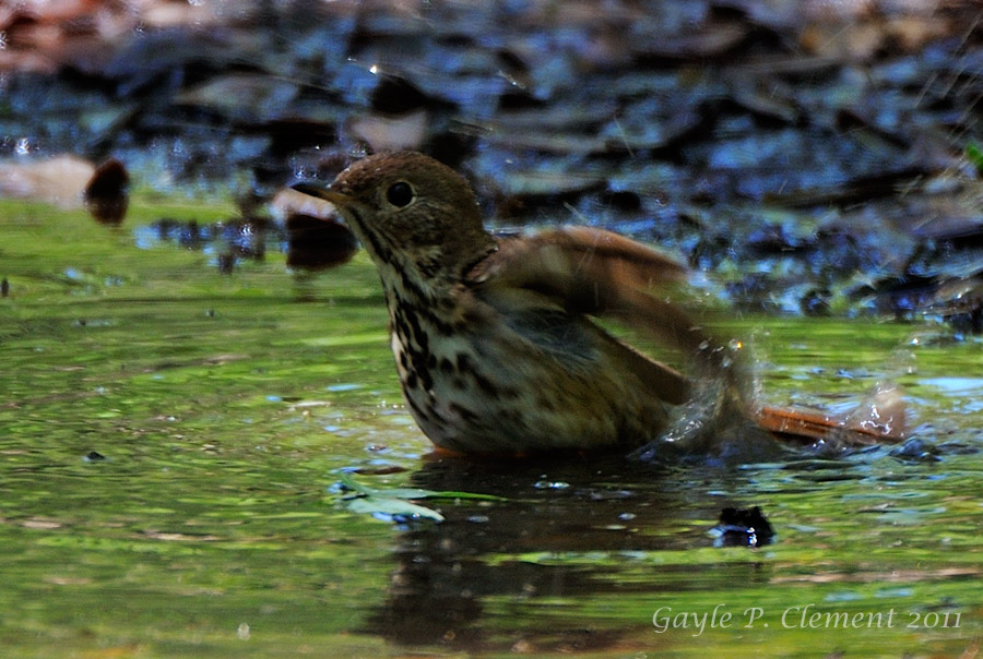 Hermit Thrush