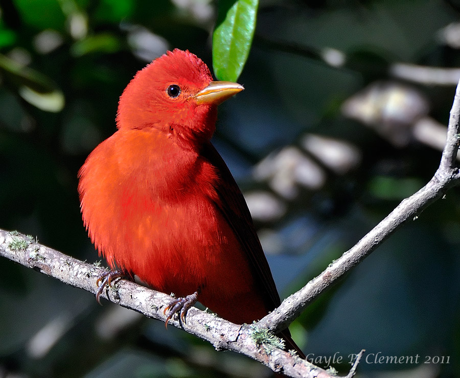 Summer Tanager