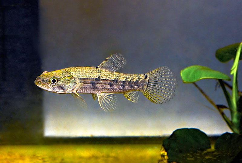 Hoplias malabaricus (Amazonian Wolf Fish)