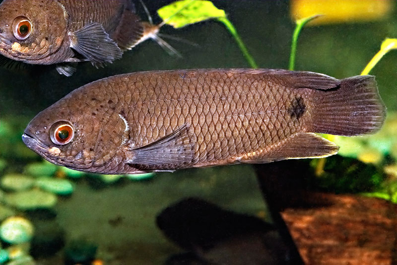 Ctenopoma kingsleyae