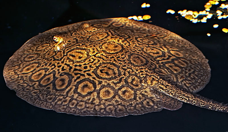 Diamond Stingray